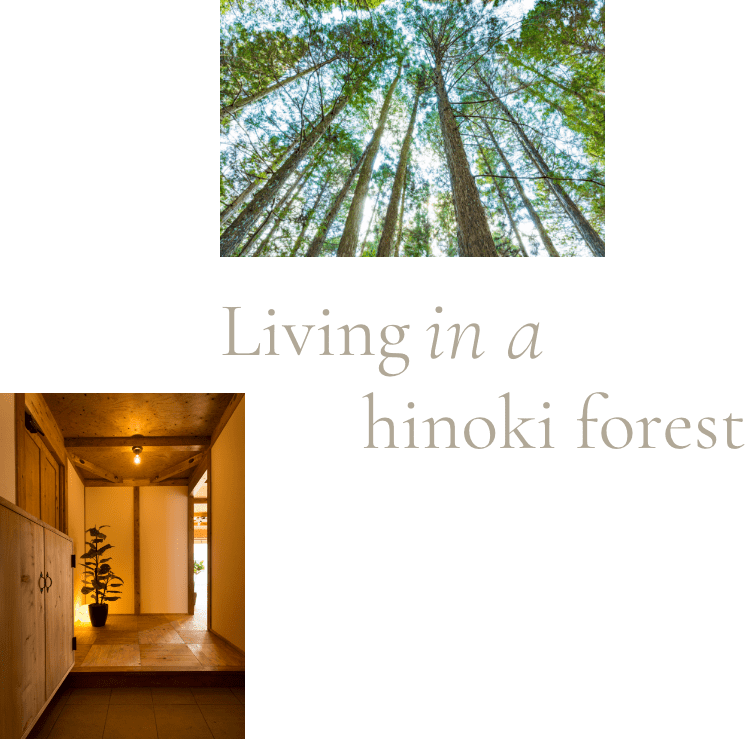 Living in a hinoki forest
